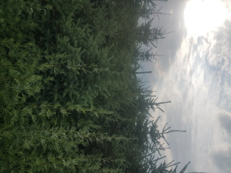 三米云杉，精品三米云杉