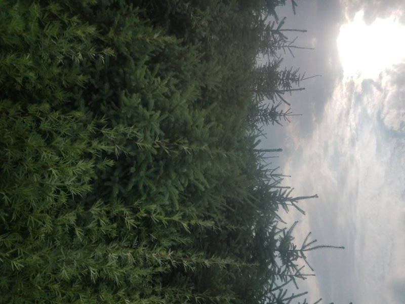 三米云杉，精品三米云杉