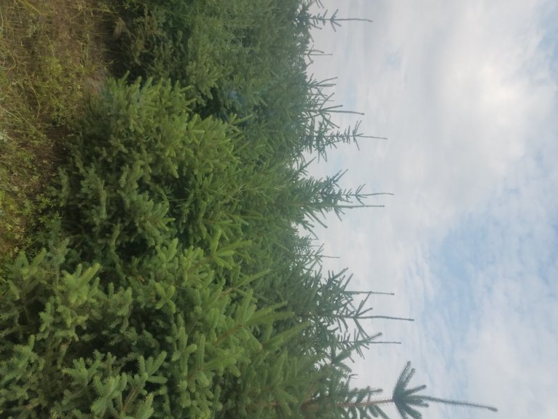三米云杉，精品三米云杉