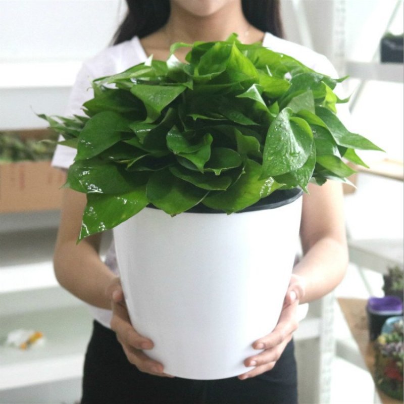 自动吸水懒人花盒选购自动吸水懒人盆厂家直销树脂大号创意