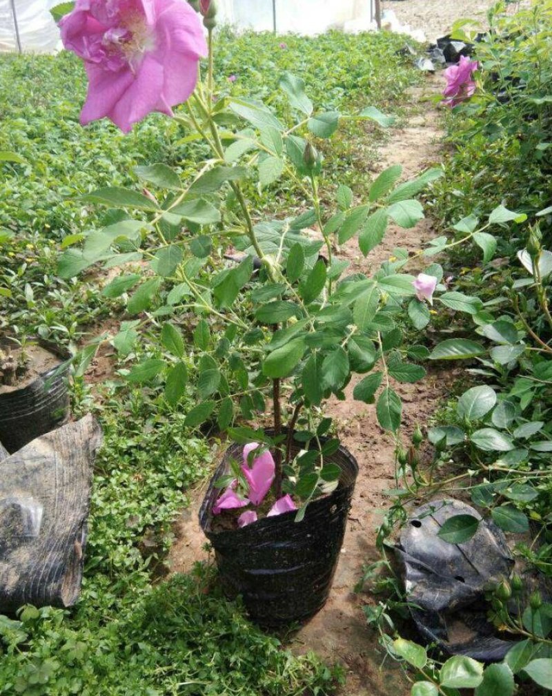 定州苗圃-四季玫瑰营养杯苗玫瑰枝条多