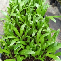 散尾葵大型室内绿植花卉插花叶材净化空气美观