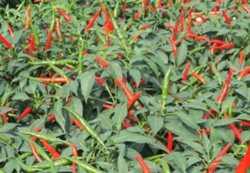 辣椒艳椒5-10cm