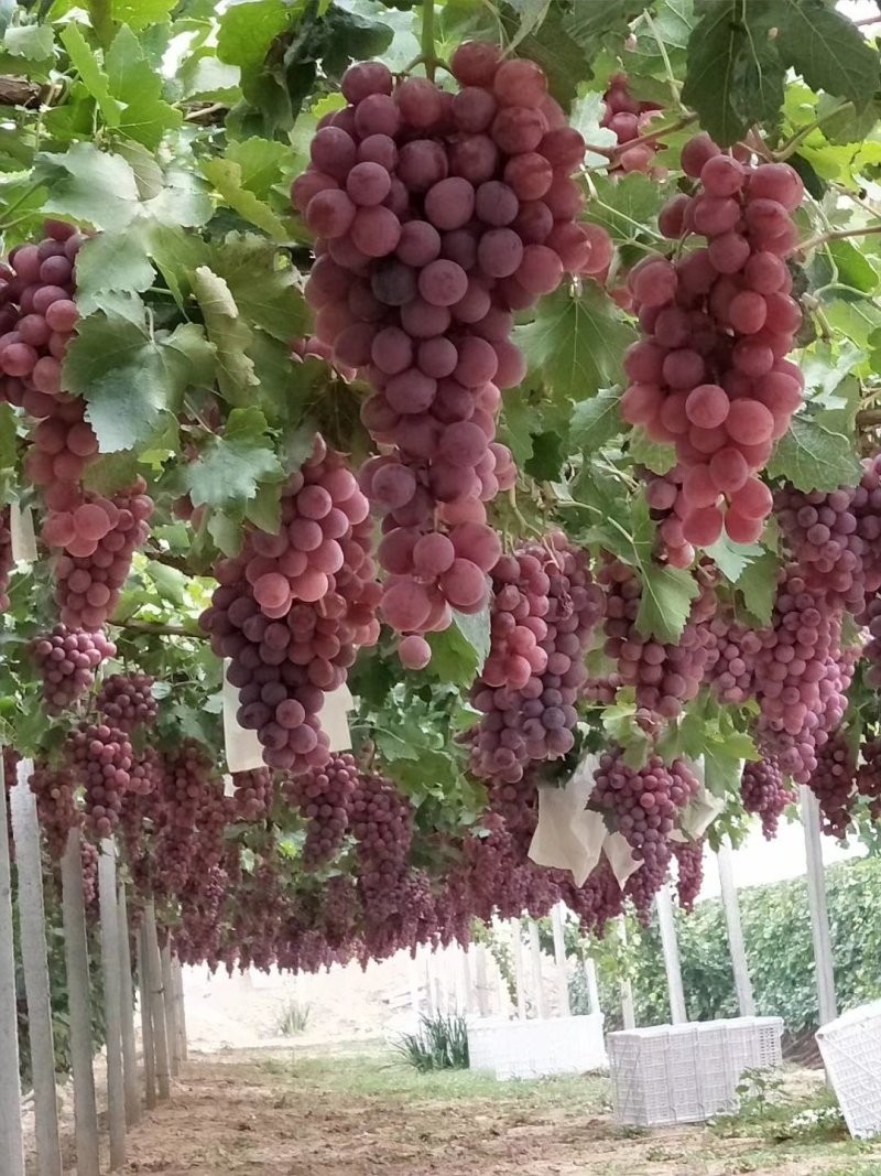 红提葡萄