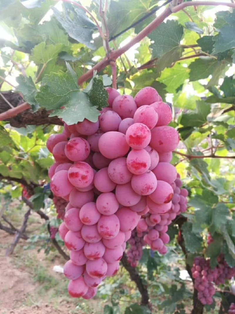 红提葡萄
