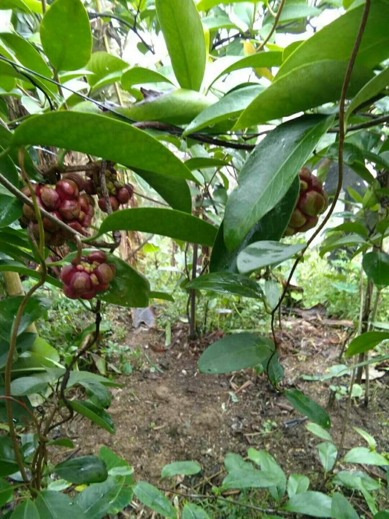 南方生态黑老虎