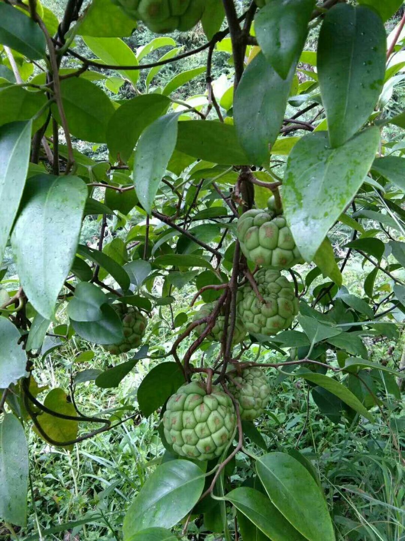 南方生态黑老虎
