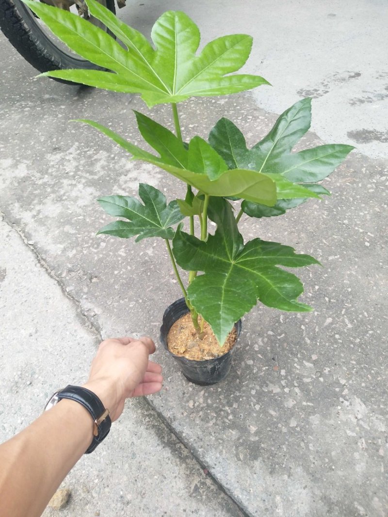八角金盘