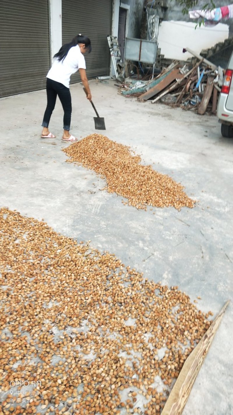 有谁要买砂仁果，我们这里挺多
