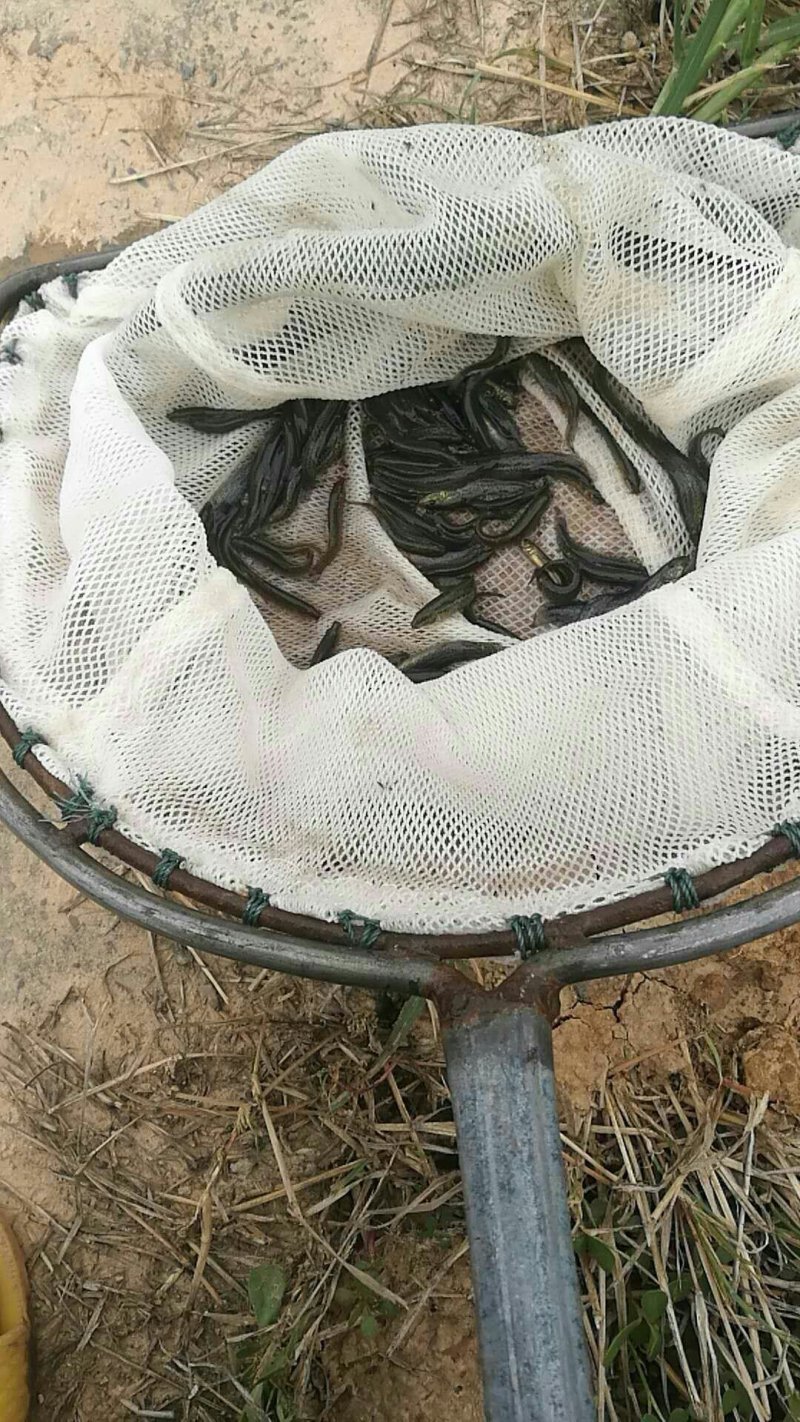 重庆泥鳅苗养殖基地直供包成活易养殖包技术指导