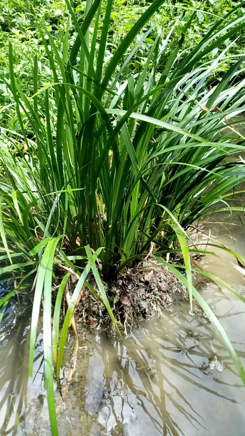 石菖蒲。