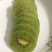 松柏镇猕猴桃基地欢迎你前来选购订购