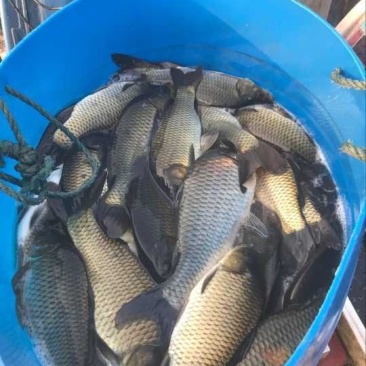 鲤鱼，鲫鱼出售