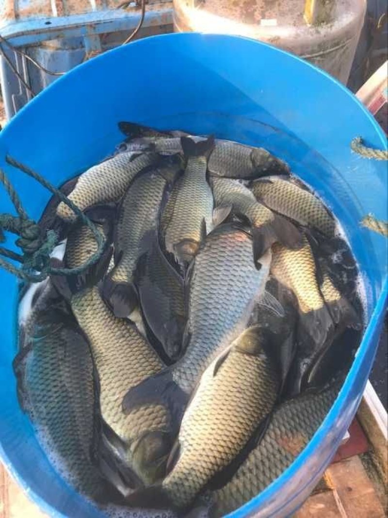 鲤鱼，鲫鱼出售