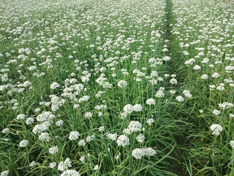 韭菜花