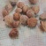 我们长期大量供应各种桃核