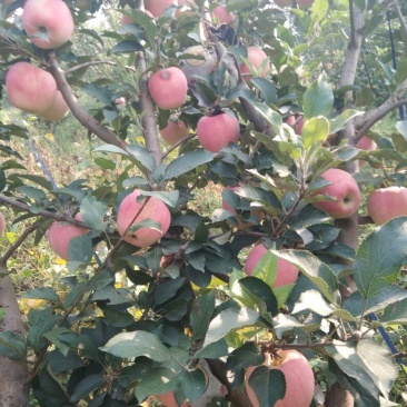 中秋王苹果
