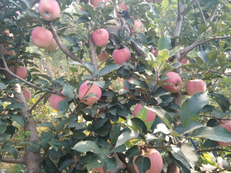 中秋王苹果