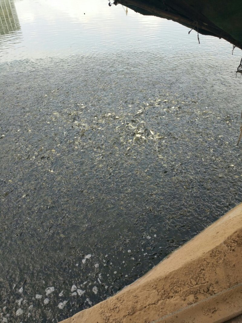 草鱼，鲤鱼