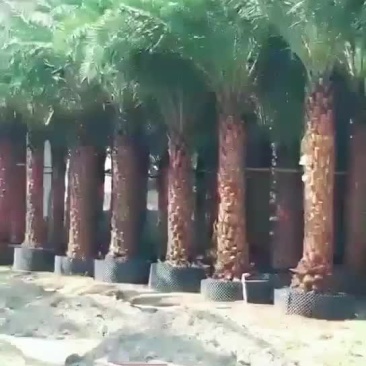 银海枣