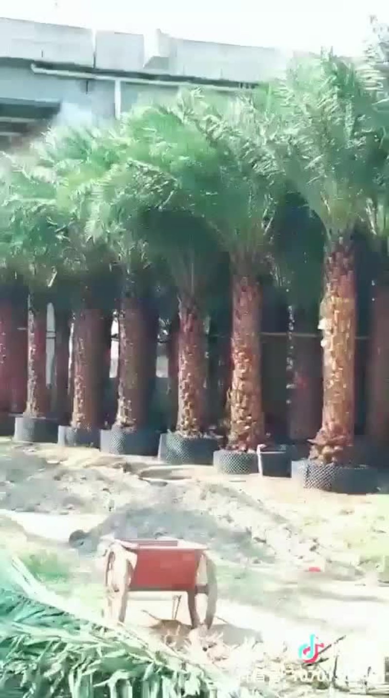 银海枣