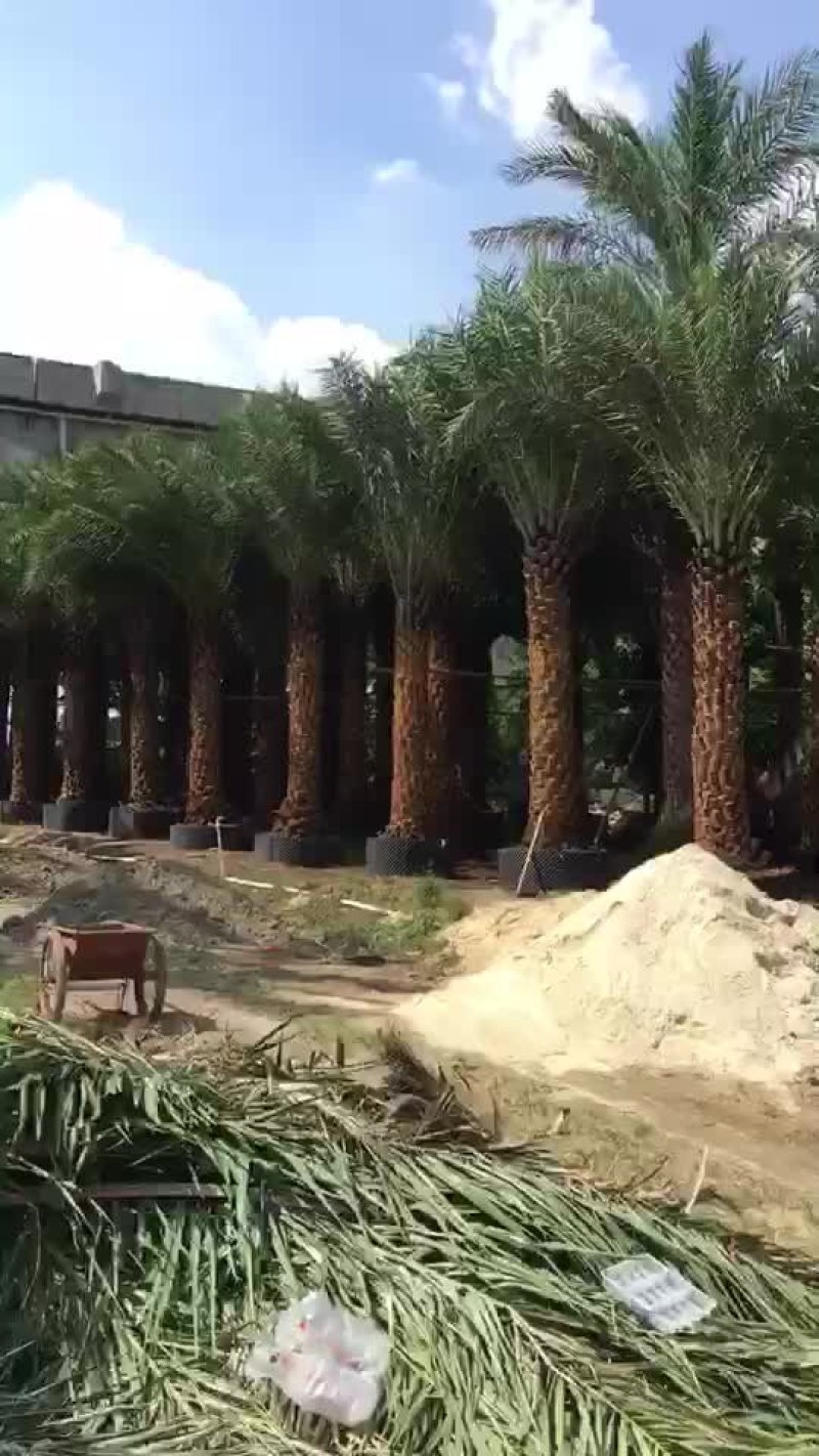 银海枣