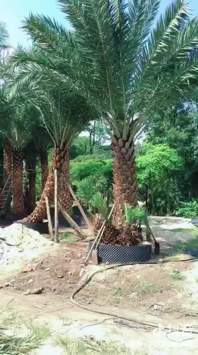 银海枣