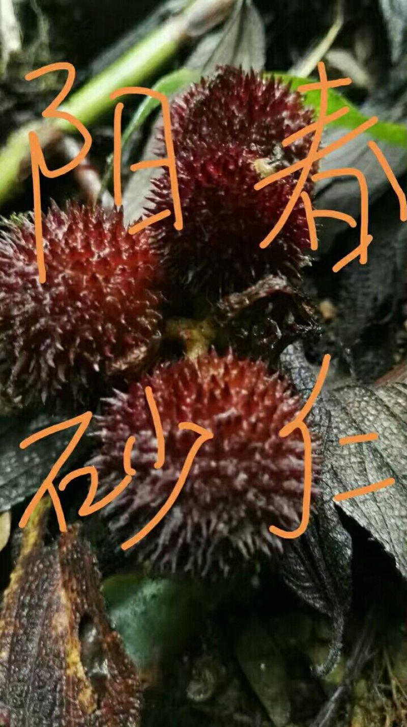 阳春砂仁苗
