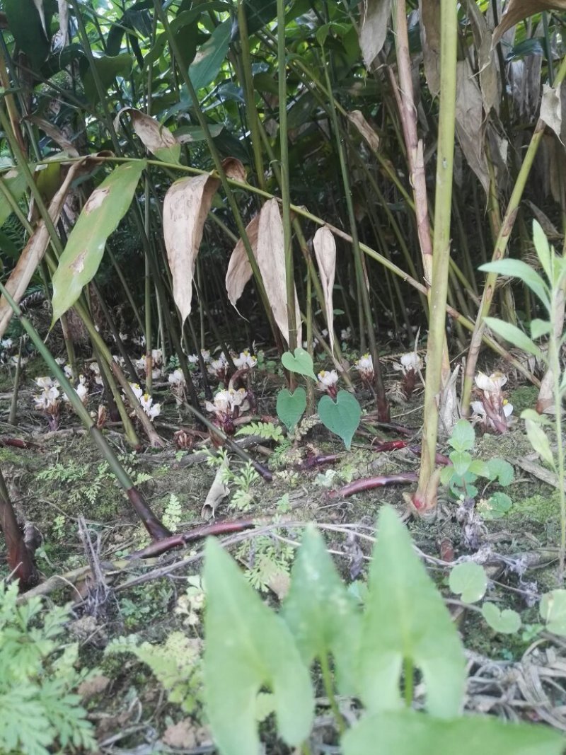 阳春砂仁苗
