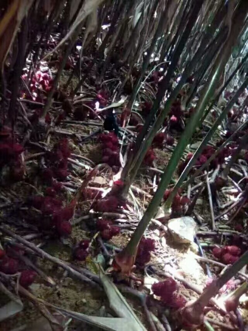 阳春砂仁苗