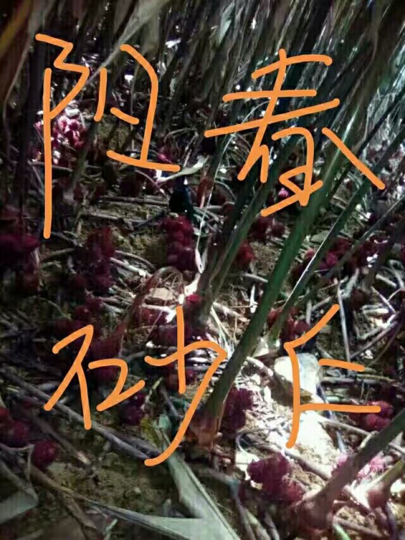 阳春砂仁苗