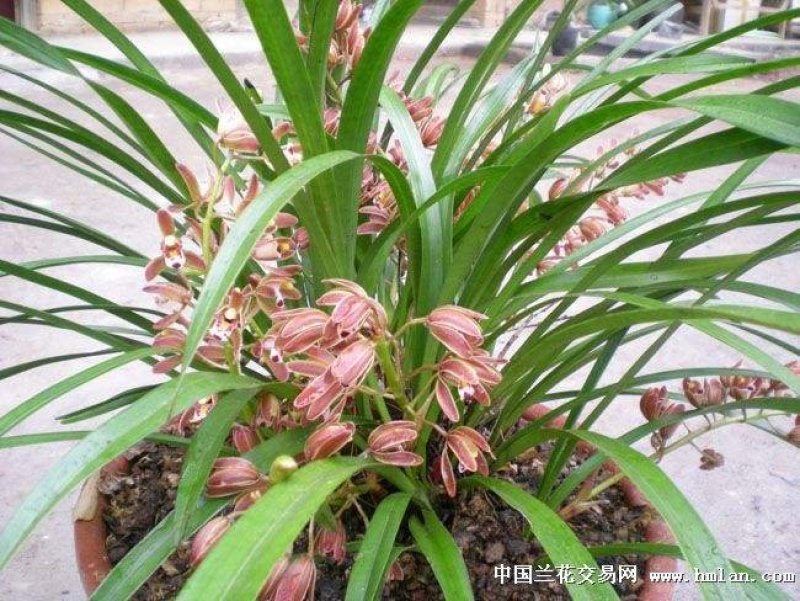 野生石斛，只有几斤，还有好多兰花