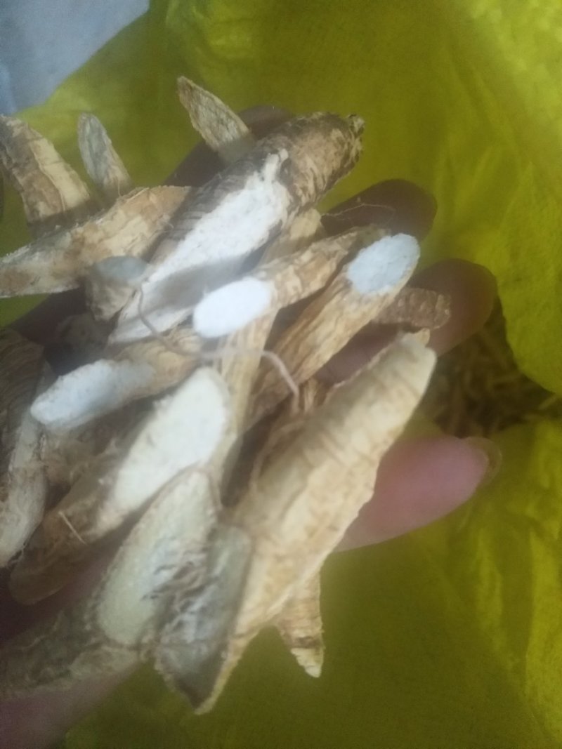 牛大力1斤以上鲜货的靓靓的