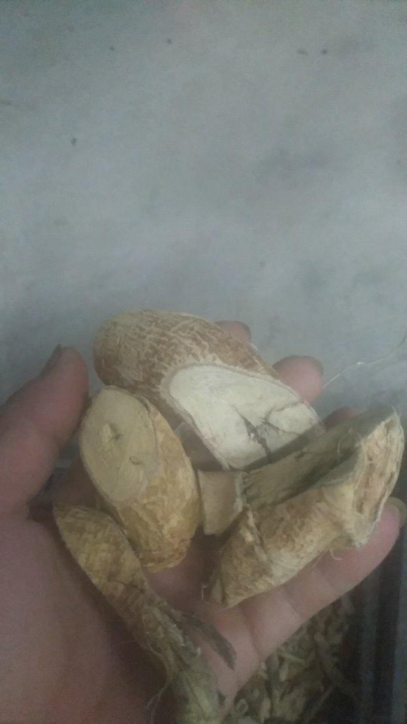 牛大力1斤以上鲜货的靓靓的