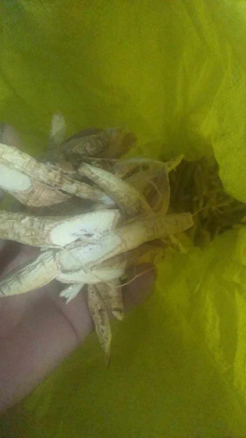 牛大力1斤以上鲜货的靓靓的