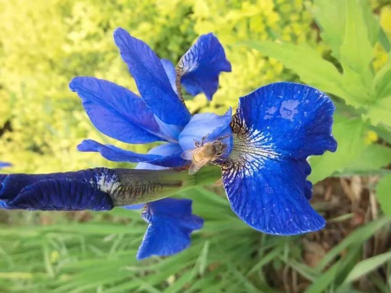 巢蜜，每盒500克