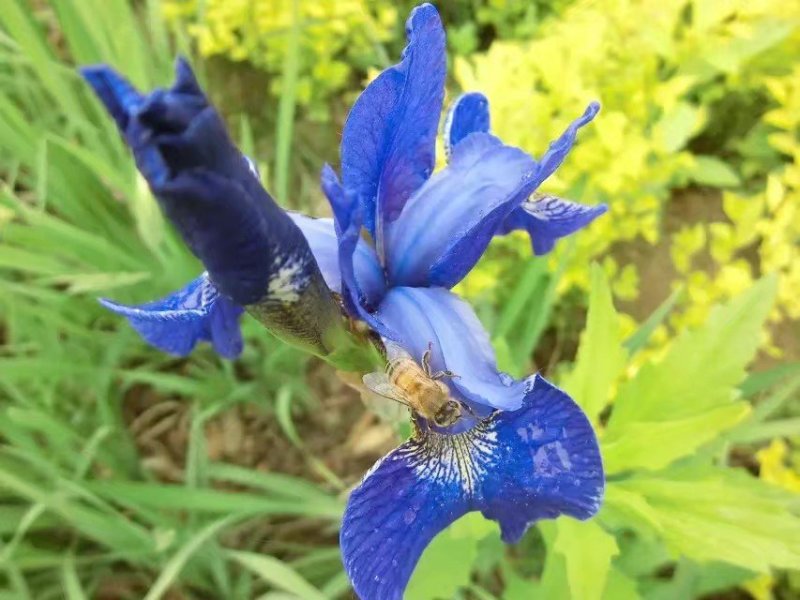 巢蜜，每盒500克