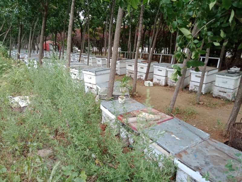 巢蜜，每盒500克