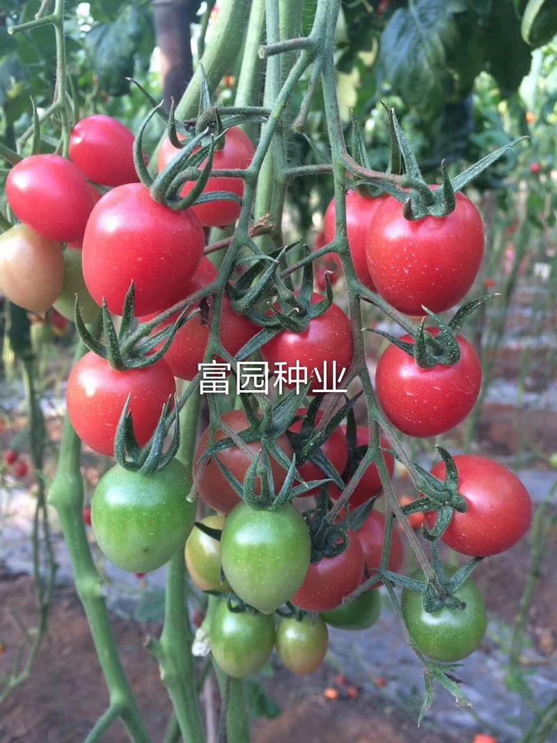 小西红柿种子樱桃番茄种子小番茄圣女果种子千禧番茄种子