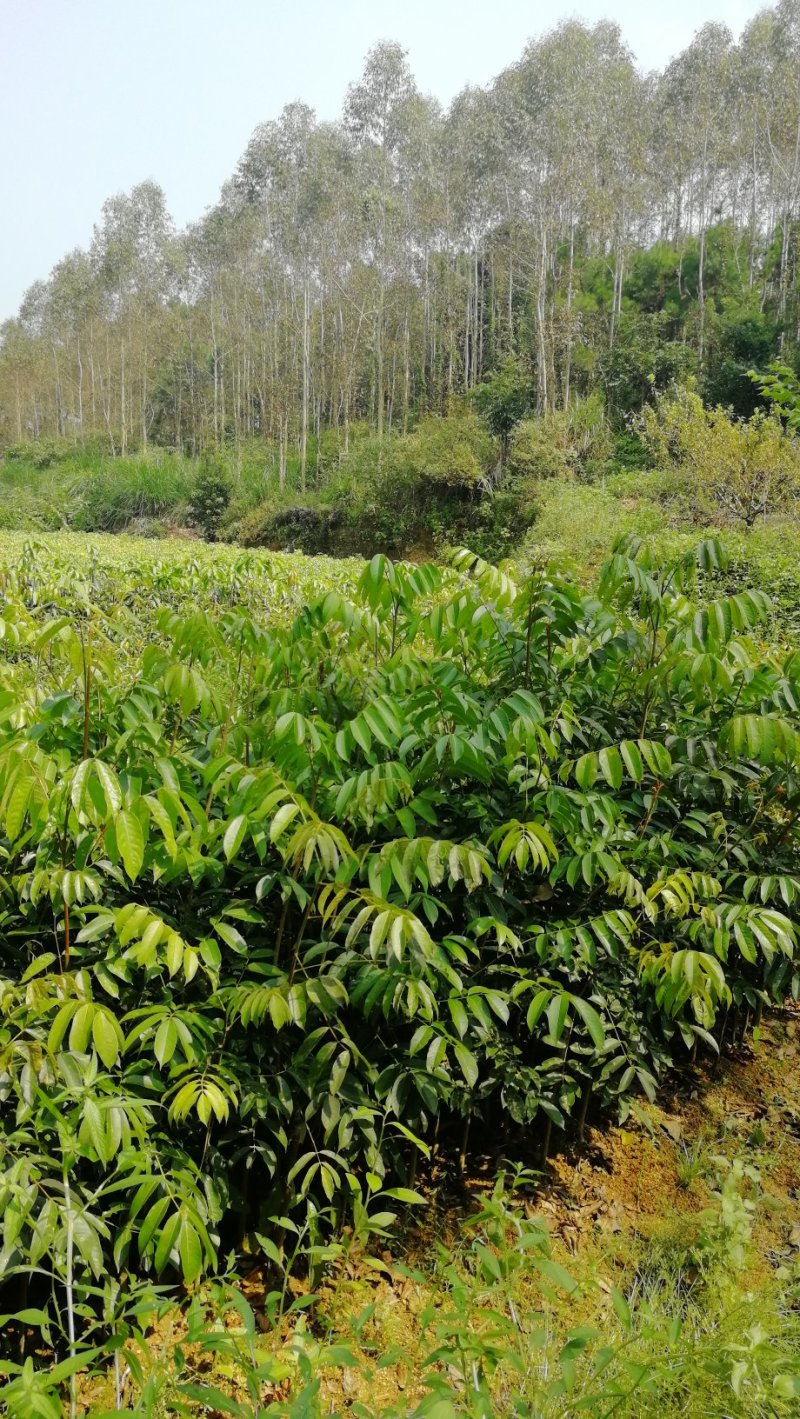 橄榄树苗乌榄苗黑榄苗黄榄苗青榄苗广西灵山发货