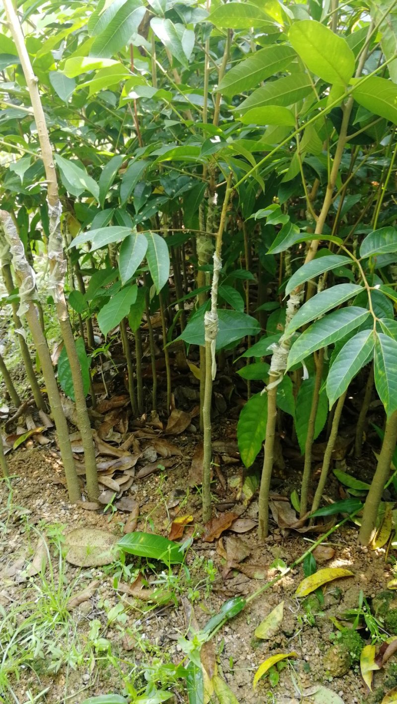 橄榄树苗乌榄苗黑榄苗黄榄苗青榄苗广西灵山发货