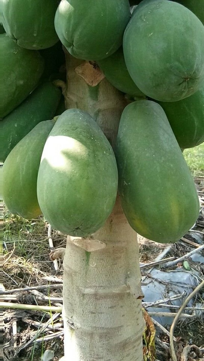 木瓜树苗黄金木瓜苗夏威夷大青大白红菱水果木瓜苗