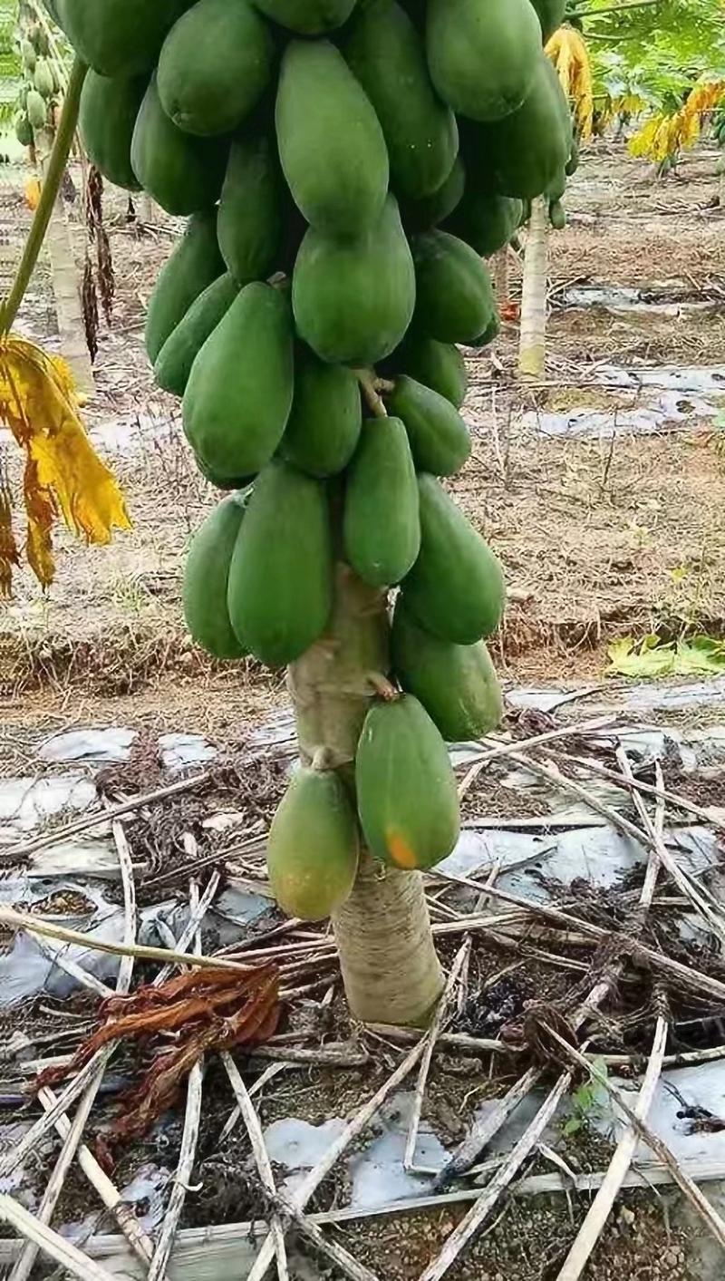 木瓜树苗黄金木瓜苗夏威夷大青大白红菱水果木瓜苗