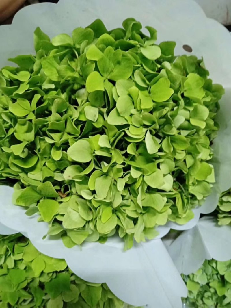 百合鲜切花各种鲜花批发