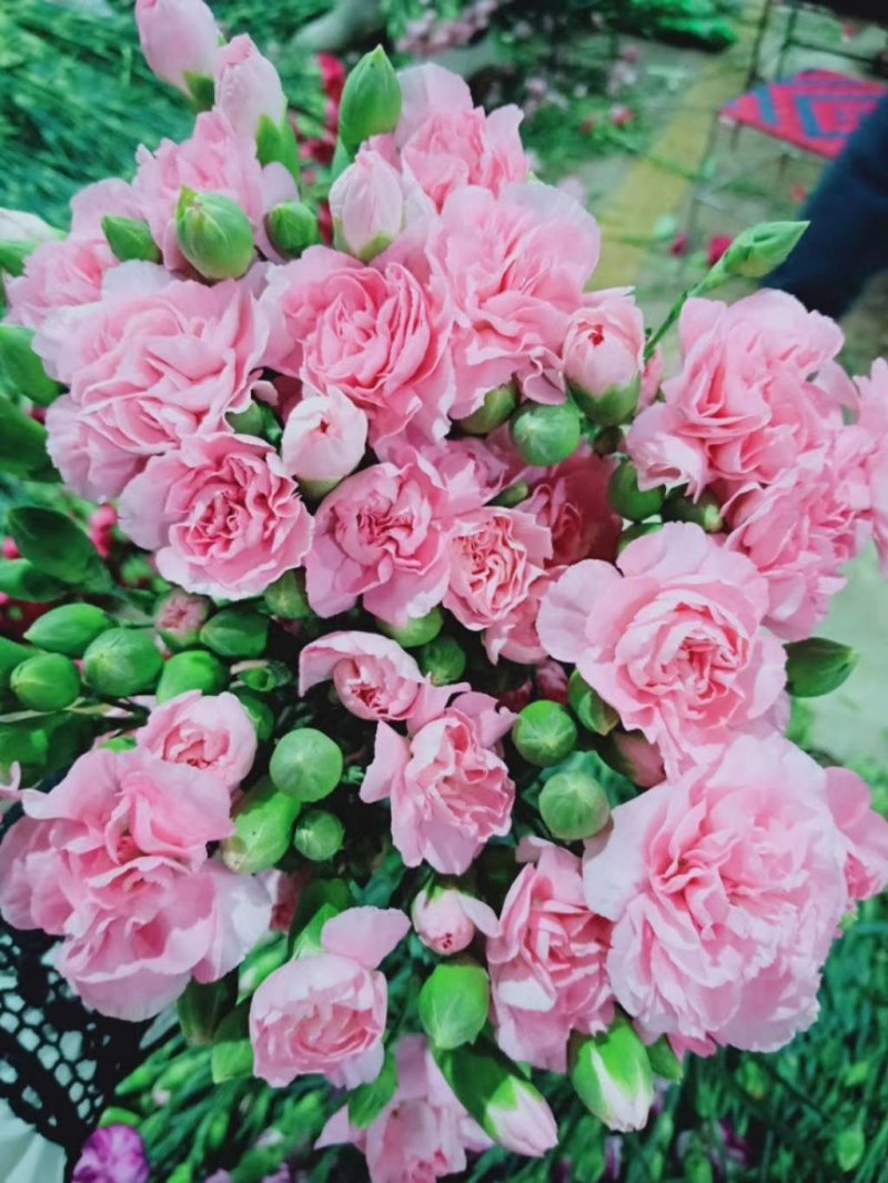 百合鲜切花各种鲜花批发