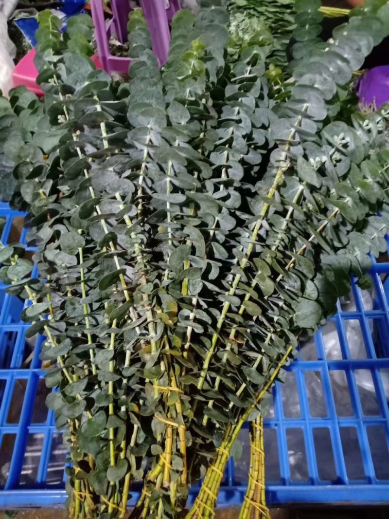 百合鲜切花各种鲜花批发