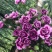 百合鲜切花各种鲜花批发