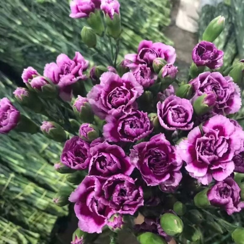 百合鲜切花各种鲜花批发
