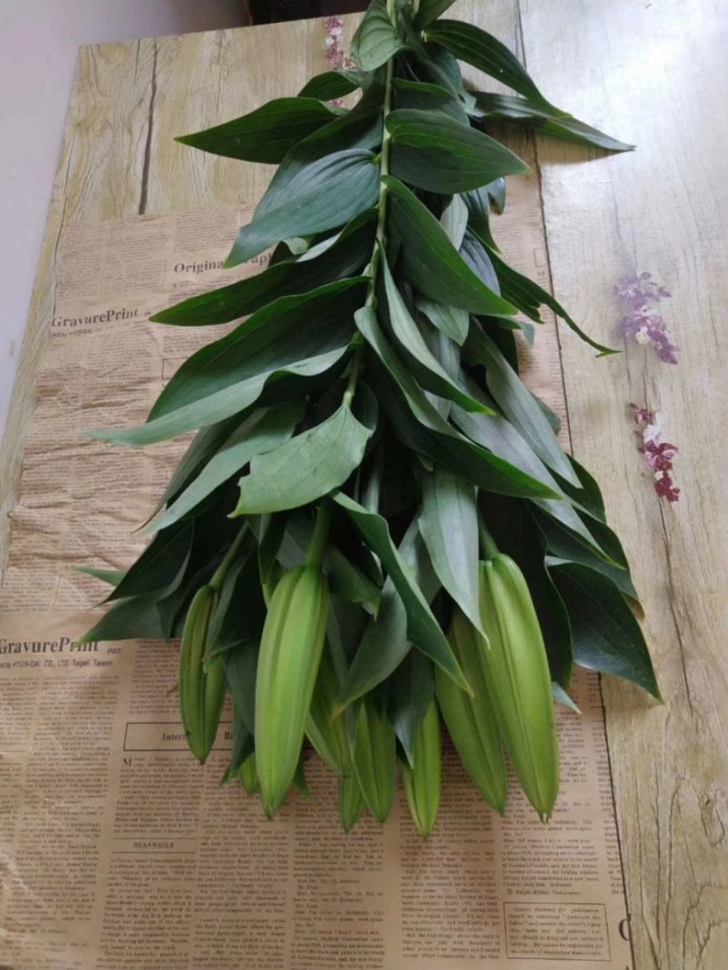 百合鲜切花各种鲜花批发