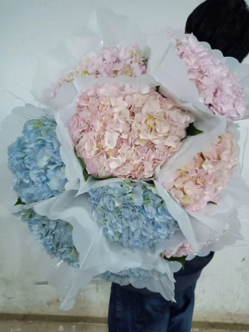 百合鲜切花各种鲜花批发